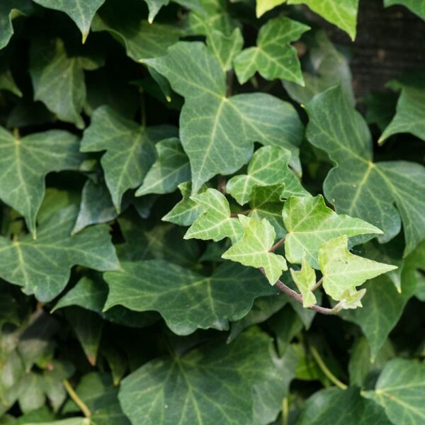 Struikklimop | 2 Struikklimop | 1