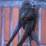 swift swift bird clanging onto a brick wall
