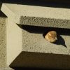 NK MU 08 House sparrow facade nesting box | 7