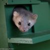 ZK MA 01 Marten box | 13