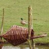 NK EE 01 Duck basket | 7