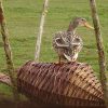 NK EE 01 Duck basket | 5